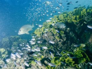 SharkBay_fish_corals-300x224-1